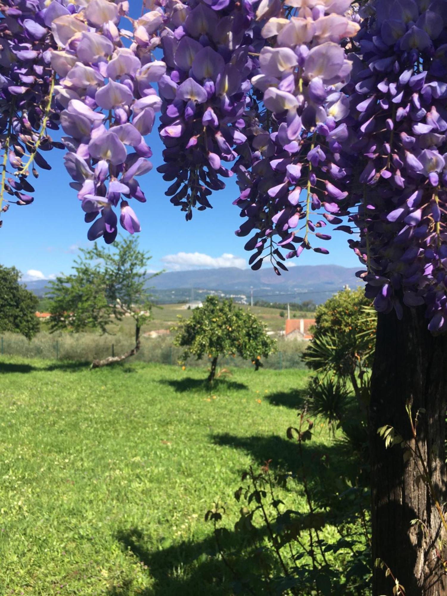 فندق Quinta De Mocamedes - Turismo De Habitacao فوزيلا المظهر الخارجي الصورة